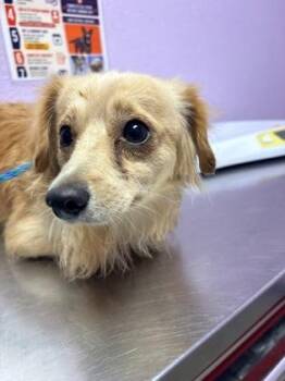61738706 -  Chihuahua and Mixed Breed Dog for Adoption in El Paso, Texas - 61738706 | PetCurious