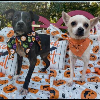 Rescue Chihuahua Dogs for Adoption in Sebring, Florida - Ronald & Clyde (bonded Pair) | PetCurious