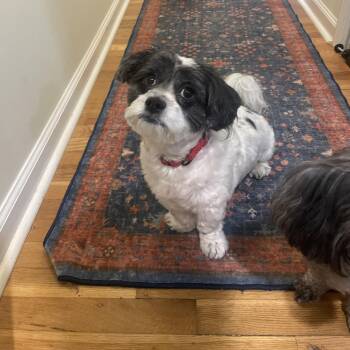 Cash -  Shih Tzu Dog for Adoption in Lexington, Kentucky - Cash | PetCurious
