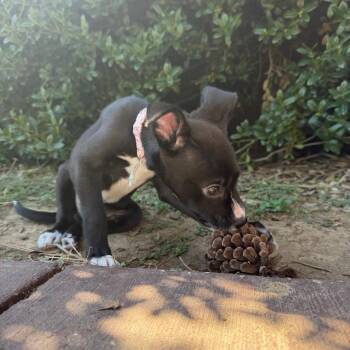 Cookie -  Pit Bull Terrier and Black Labrador Retriever Dog for Adoption in Aledo, Texas - Cookie | PetCurious