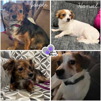 Terrier and Mixed Breed Dogs Available for Adoption - Hansel | PetCurious