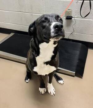 Mixed Breed Dogs Available for Adoption - Barbell | PetCurious