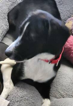 Storytime -  Beagle Dog for Adoption in Odessa, Florida - Storytime | PetCurious