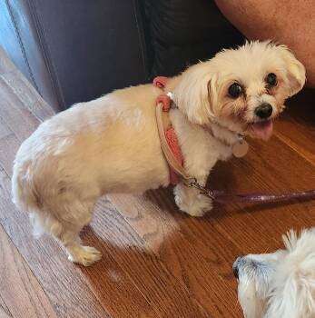 Maltese and Poodle Dogs Available for Adoption in Troutman, North Carolina - SNOWBALL | PetCurious