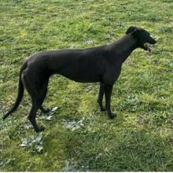 Sesame -  Greyhound Dog for Adoption in Venice, Florida - Sesame | PetCurious