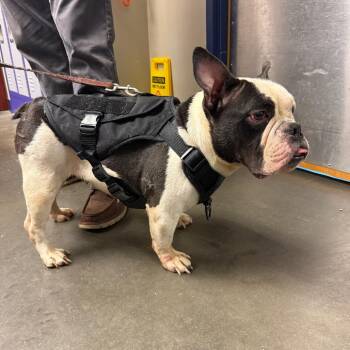 Bianca -  English Bulldog Dog for Adoption - Bianca | PetCurious
