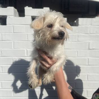 Rescue Mixed Breed Dogs for Adoption in Northbrook, Illinois - Ginny | PetCurious