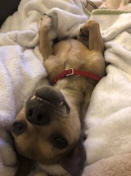 Rescue Chihuahua Dogs for Adoption in Santa Rosa, California - Cornell | PetCurious
