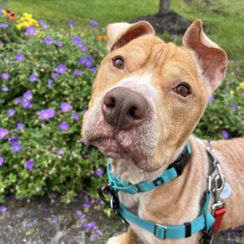 Malone -  Mixed Breed Dog for Adoption in Fairport, New York - Malone | PetCurious