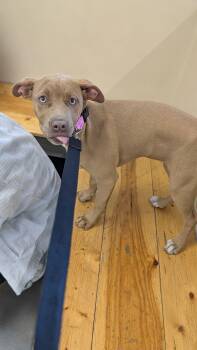 Black Mouth Cur and Terrier Dogs Available for Adoption - Honey | PetCurious