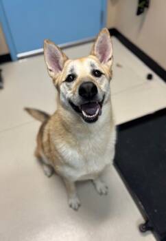 Rescue Shepherd and Siberian Husky Dogs for Adoption in San Luis Obispo, California - Sadie | PetCurious