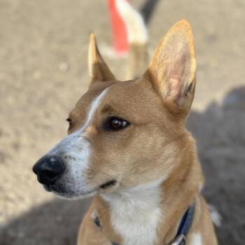 Rookie -  Corgi and Mixed Breed Dog for Adoption in Spanish Fork, Utah - Rookie | PetCurious