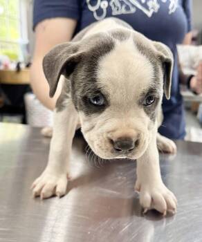 Labrador Retriever Dogs Available for Adoption in The Woodlands, Texas - Kylie | PetCurious