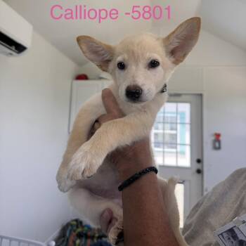 Calliope -  Mixed Breed Dog for Adoption in Tacoma, Washington - Calliope | PetCurious