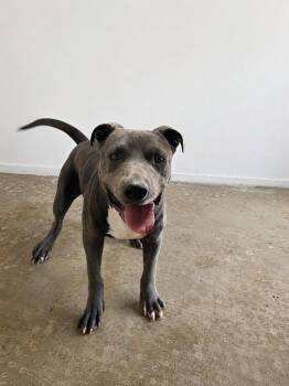Monti -  Pit Bull Terrier Dog for Adoption in Lordsburg, New Mexico - Monti | PetCurious