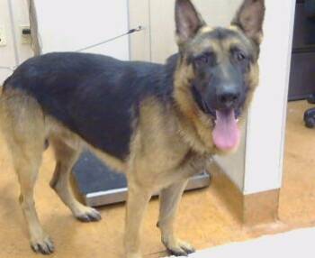 Rescue German Shepherd Dog Dogs for Adoption in Sacramento, California - SPARTAN | PetCurious