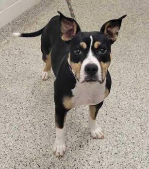 Sophia -  Pit Bull Terrier and Mixed Breed Dog for Adoption in Kansas City, Missouri - Sophia | PetCurious