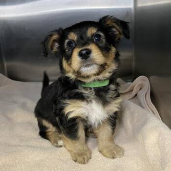 Terrier Dogs Available for Adoption - Martin | PetCurious