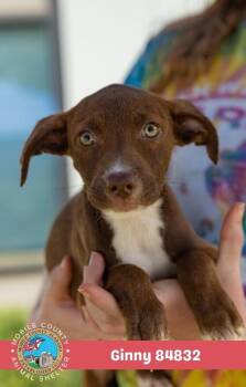 Ginny -  Labrador Retriever Dog for Adoption in Mobile, Alabama - Ginny | PetCurious