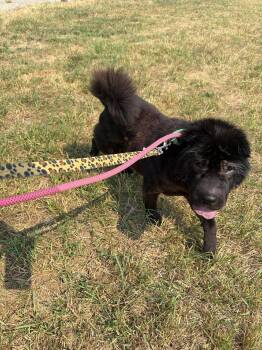 Raigen -  Shar Pei Dog for Adoption in Grand Forks, North Dakota - Raigen | PetCurious