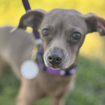 *Hazel Green -  Italian Greyhound and Chihuahua Dog for Adoption in Pittsburg, California - *Hazel Green | PetCurious