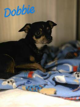 Dobbie -  Chihuahua and Terrier Dog for Adoption in Eatontown, New Jersey - Dobbie | PetCurious