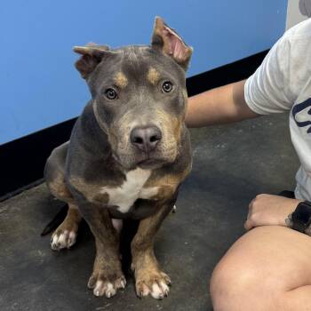 Fergus -  American Bully and Mixed Breed Dog for Adoption in Buford, Georgia - Fergus | PetCurious