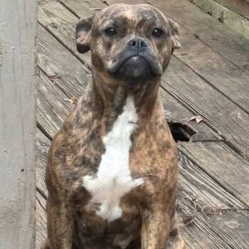 Rescue Terrier Dogs for Adoption in Montgomery, Alabama - Bella | PetCurious