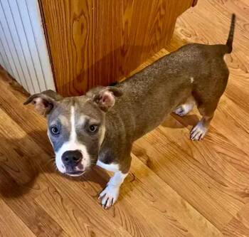 Sadie -  Mixed Breed Dog for Adoption in Wyoming, Michigan - Sadie | PetCurious