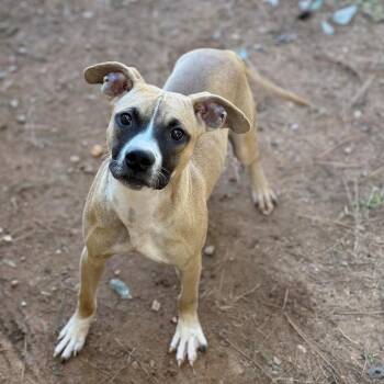 Bolt -  Mixed Breed Dog for Adoption - Bolt | PetCurious
