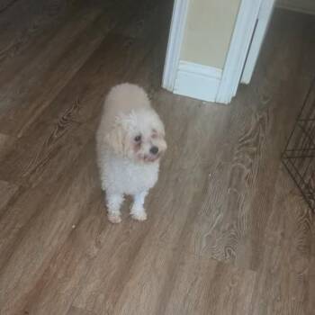 Pearl -  Miniature Poodle Dog for Adoption in Park Falls, Wisconsin - Pearl | PetCurious