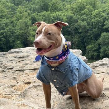Xaria -  Pit Bull Terrier Dog for Adoption in Brentwood, Missouri - Xaria | PetCurious