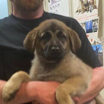 German Shepherd Dog Dogs Available for Adoption in Kittanning, Pennsylvania - Pattys Shep 7018 | PetCurious