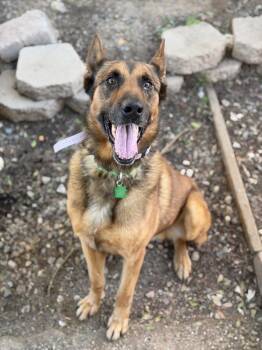Shepherd Dogs Available for Adoption - Ragnar | PetCurious