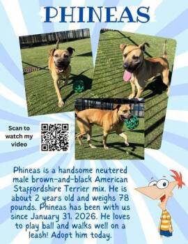 Phineas -  American Staffordshire Terrier Dog for Adoption in Denton, Texas - Phineas | PetCurious