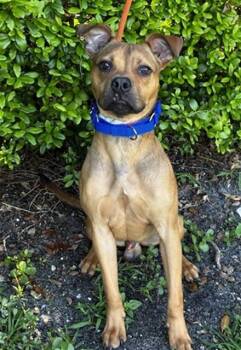 American Staffordshire Terrier Dogs Available for Adoption in Fort Lauderdale, Florida - JUDE | PetCurious