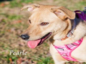 Australian Shepherd and Labrador Retriever Dogs Available for Adoption in Cookeville, Tennessee - PEARLE | PetCurious
