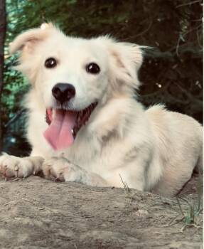 Yoshi -  Pomeranian Dog for Adoption in Toronto, Ontario - Yoshi | PetCurious