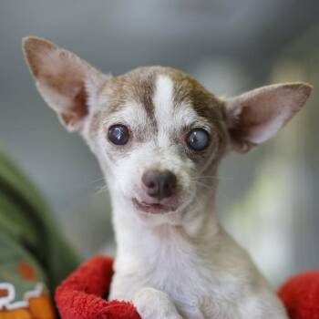 PEGASUS -  Chihuahua Dog for Adoption in San Antonio, Texas - PEGASUS | PetCurious
