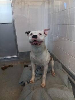 WAGLER -  American Bulldog and Mixed Breed Dog for Adoption in Indianapolis, Indiana - WAGLER | PetCurious