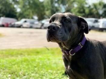 WREN -  Pit Bull Terrier Dog for Adoption in St. Cloud, Florida - WREN | PetCurious