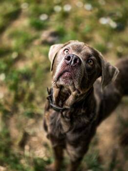 Theo -  Mixed Breed Dog for Adoption in Shelburne, Vermont - Theo | PetCurious