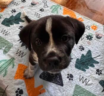 Par -  Black Labrador Retriever and German Shepherd Dog Dog for Adoption in Medina, Ohio - Par | PetCurious