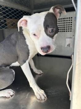 Rescue American Staffordshire Terrier and Mixed Breed Dogs for Adoption in Fort Worth, Texas - 59738528 | PetCurious