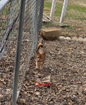 Chihuahua Dogs Available for Adoption - Cooper | PetCurious