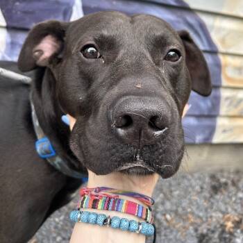 Rescue Black Labrador Retriever and Mixed Breed Dogs for Adoption in Lyndhurst, Virginia - Moose | PetCurious