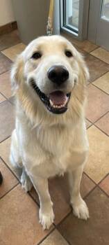 THOR -  Golden Retriever and Great Pyrenees Dog for Adoption in Pueblo, Colorado - THOR | PetCurious
