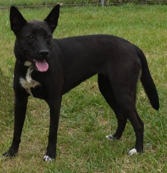 Mixed Breed Dogs Available for Adoption in Kingsland, Georgia - Haze | PetCurious