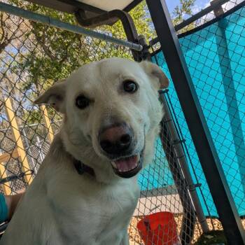Sasha -  Labrador Retriever and Shepherd Dog for Adoption in Lakeland, Florida - Sasha | PetCurious
