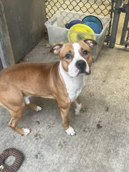 Anders -  Pit Bull Terrier Dog Available for Adoption in Crete, Illinois - Anders | PetCurious